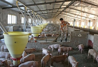 © Reuters. Trabalhador em granja de suínos na China 19/08/2019 REUTERS/Stringer