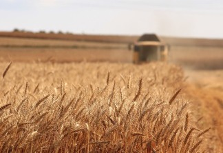 A foto mostra uma lavoura de trigo em estágio de colheita, e uma colhedora ao fundo da imagem