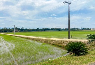 Arroz Irrigado em Santa Catarina. Imagem de Divulgação