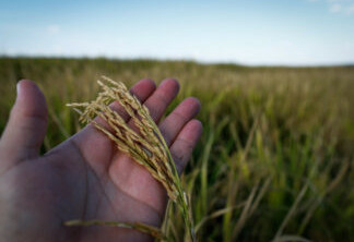 Boletim Agropecuário Epagri: os impactos do clima afetam soja, milho e arroz