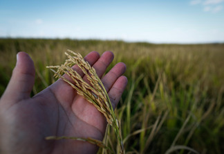 Boletim Agropecuário Epagri: os impactos do clima afetam soja, milho e arroz Boletim Agropecuário Epagri: os impactos do clima afetam soja, milho e arroz