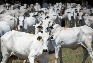 Foto: Agência Brasil Foto: Agência Brasil
