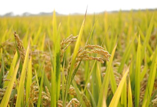 Potencial produtivo do arroz pode sofrer perdas