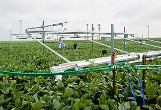 Experimentos de campo ao ar livre estão esclarecendo como algumas culturas respondem à poluição pelo ozônio ao nível do solo. Experimentos de campo ao ar livre estão esclarecendo como algumas culturas respondem à poluição pelo ozônio ao nível do solo.
