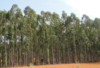 Foto: Embrapa Foto: Embrapa