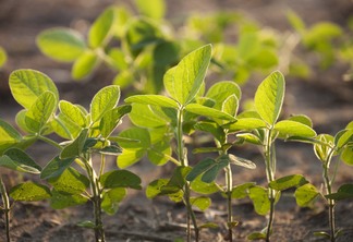Young soybean plants viewed at a low angle with selective focus