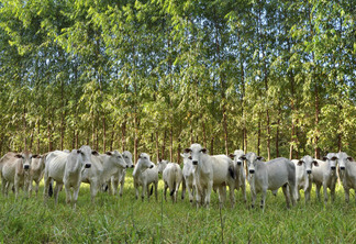 Em 13 anos, pecuária perde 4,2 milhões de hectares para outras culturas Em 13 anos, pecuária perde 4,2 milhões de hectares para outras culturas