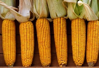 Milho no sul Milho no sul