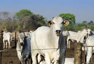 Imagem de divulgação Imagem de divulgação