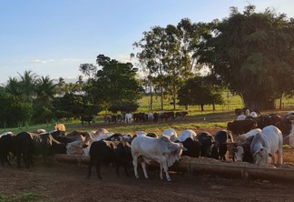 Intensificação na pecuária de corte com recria intensiva e confinamento gera lucro de R$ 400 por animal confinado