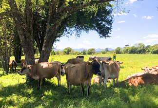 Mapa anuncia R$ 700 milhões para ajudar produtores de leite Mapa anuncia R$ 700 milhões para ajudar produtores de leite