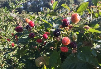 Divulgação IDR Paraná Divulgação IDR Paraná