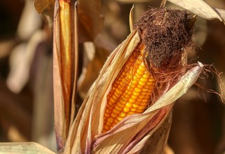 A colheita da safra de verão de milho já passou de 46,4% da área nacional | Foto: Divulgação