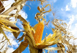 Plantação de milho. Espiga Plantação de milho. Espiga
