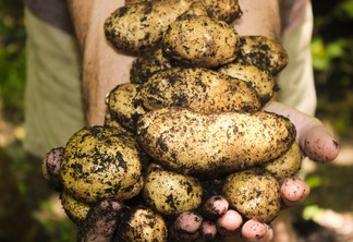 Cientistas da USDA estão pesquisando uma variedade de batata que mantenha a alta qualidade durante o ano todo