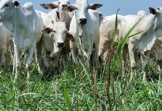 Animais de corte