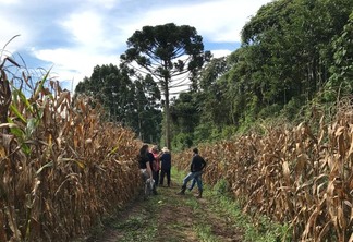 Pessoas no meio de uma plantação de milho Pessoas no meio de uma plantação de milho