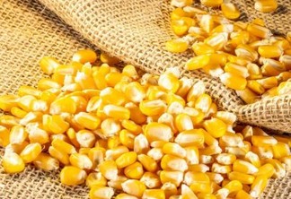 Grãos de milho espalhados Grãos de milho espalhados