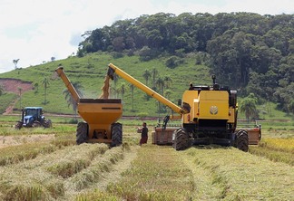 Safra de arroz Safra de arroz
