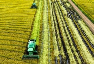 A foto mostra a colheita de arroz