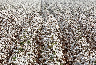 BASF vai apresentar lançamento da marca de sementes de algodão no Show Safra BASF vai apresentar lançamento da marca de sementes de algodão no Show Safra
