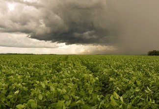 campo de soja e céu com nuvens de chuva