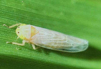 cigarrinha-do-milho cigarrinha-do-milho