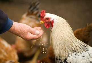 mão dando comida para frango