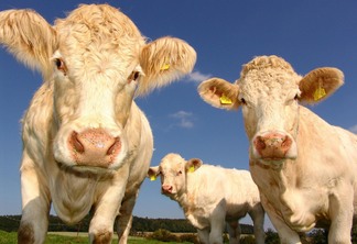 vacas vacas