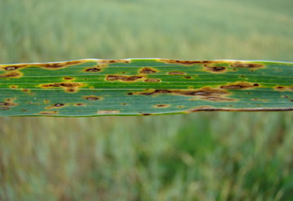 Foto de folha verde com sintomas de mancha marrom em planta adulta de trigo. Foto de folha verde com sintomas de mancha marrom em planta adulta de trigo.