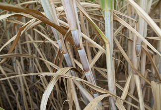 Foto de lavoura de cana-de-açúcar. Foto de lavoura de cana-de-açúcar.