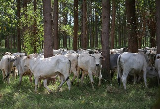 Foto de gado em meio