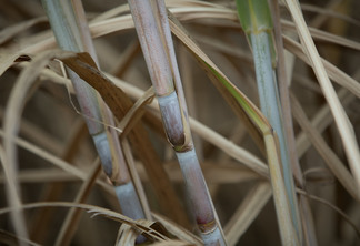 Foto de cana de açúcar.