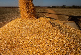 Foto de grãos de milho.