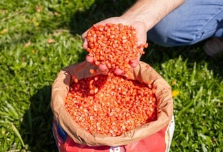 Foto de mãos segurando sementes de milho/sorgo acima de saca.
