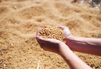 Foto de mãos segurando grãos de soja.