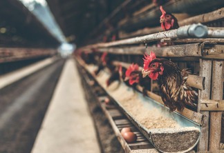 Foto de frango em aviário. Foto de frango em aviário.