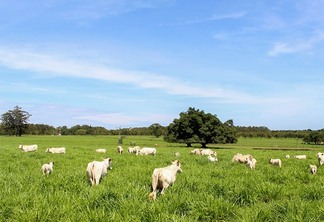 Foto de bovinos brancos espalhados em pasto.