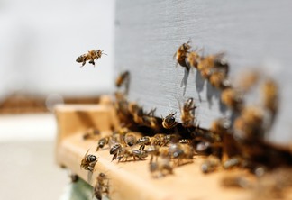 Foto de abelhas ao redor de apiário.