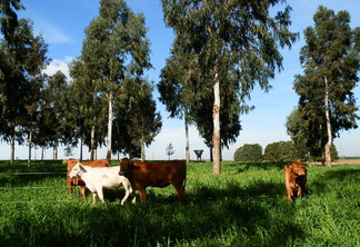 Foto de bovinos em pastagens com árvores ao fundo.