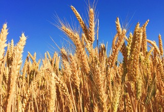 Foto de trigo sob céu azul.