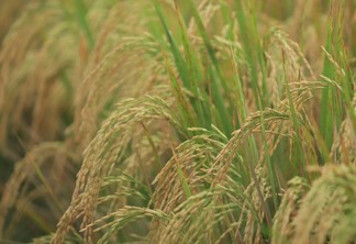 Foto de espigas de arroz em lavoura.