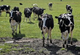 Santa Catarina possui mais de 22 mil produtores de leite | Foto: Carina Chowanek/Pexels