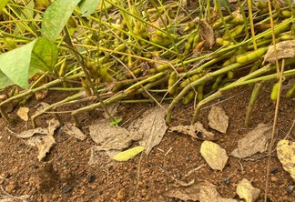 Foto de plantas de soja em lavoura com hastes quebradas.