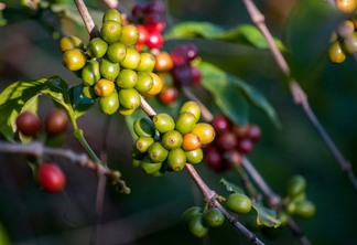 Foto de grãos de café verdes. Foto de grãos de café verdes.