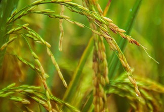 Foto de espiga de arroz em lavoura.