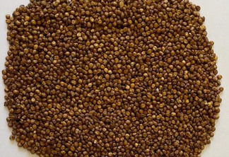 Foto de grãos de sorgo. Foto de grãos de sorgo.