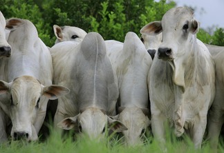 Foto de bovinos Nelore brancos.