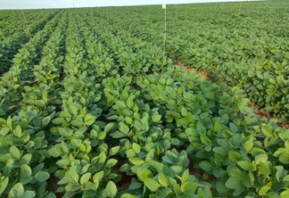 Foto de lavoura de soja com plantas ainda baixas e com folhas verdes. Foto de lavoura de soja com plantas ainda baixas e com folhas verdes.
