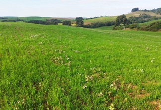 Durante o vazio sanitário não é permitido cultivar, manter ou permitir a existência de plantas vivas de soja no campo | Foto: Divulgação   Durante o vazio sanitário não é permitido cultivar, manter ou permitir a existência de plantas vivas de soja no campo | Foto: Divulgação